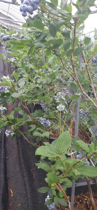 산마루농장님의 6월 내 작물 자랑하기🌱 · 참여글 작성글 사진