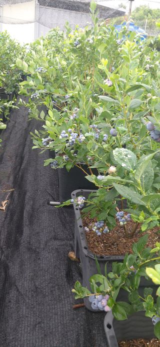 산마루농장님의 6월 내 작물 자랑하기🌱 · 참여글 작성글 사진