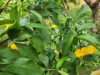 화순댁님의 농사, 무엇이든 물어보세요! · 참여글 작성글 사진