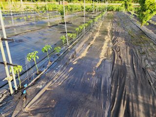 風雲雨님의 고추 · 영농일지 작성글 사진