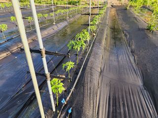 風雲雨님의 고추 · 영농일지 작성글 사진