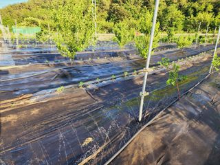 風雲雨님의 고추 · 영농일지 작성글 사진