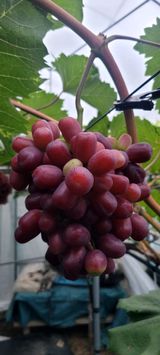 팜모닝 포도·영농일지 게시글 이미지