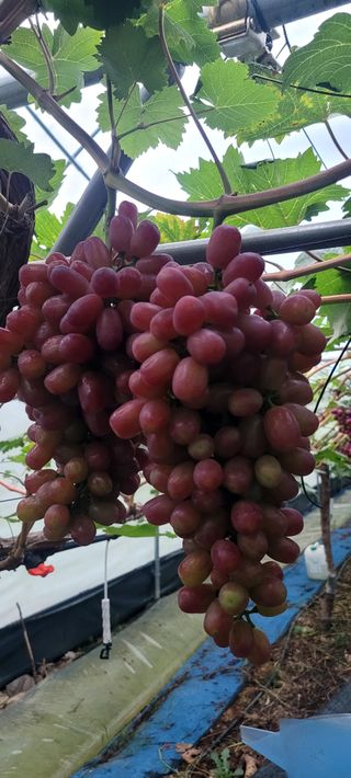 서대산향수님의 포도 · 영농일지 작성글 사진