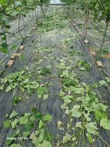 팜모닝 자유주제·자유게시판 게시글 이미지