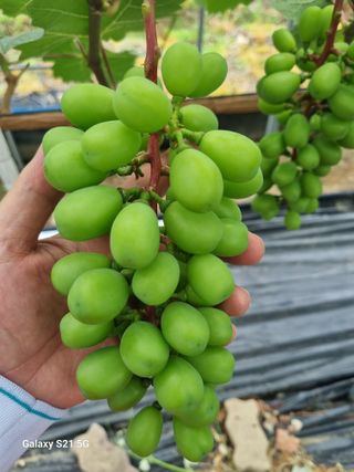 귀농대박님의 자유주제 · 자유게시판 작성글 사진