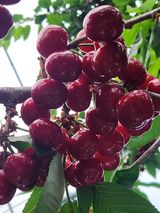 팜모닝 기타작물·영농일지 게시글 이미지