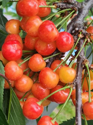 송기순님의 기타작물 · 영농일지 작성글 사진