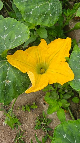 삼례텃밭지기님의 자유주제 · 자유게시판 작성글 사진