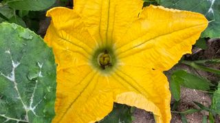 삼례텃밭지기님의 자유주제 · 자유게시판 작성글 사진