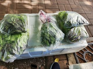 손예스터님의 6월 내 작물 자랑하기🌱 · 참여글 작성글 사진