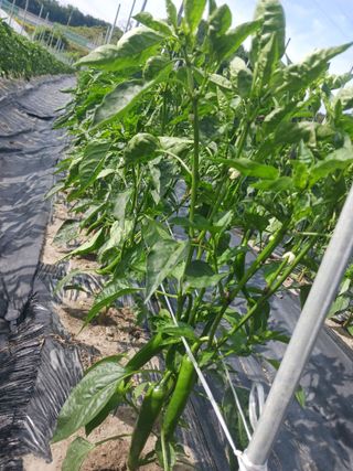 오화순님의 자유주제 · 자유게시판 작성글 사진