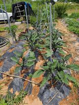 팜모닝 고추·영농일지 게시글 이미지