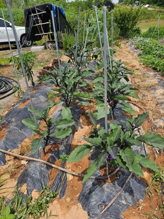 장수사과님의 고추 · 영농일지 작성글 사진