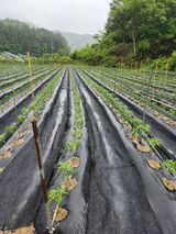 팜모닝 고추·영농일지 게시글 이미지