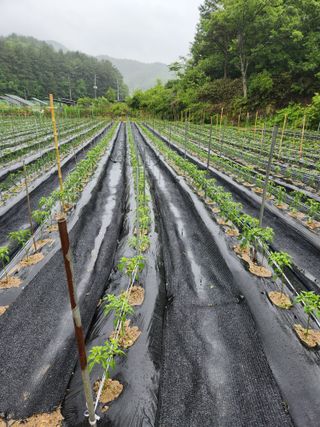 동자개님의 고추 · 영농일지 작성글 사진