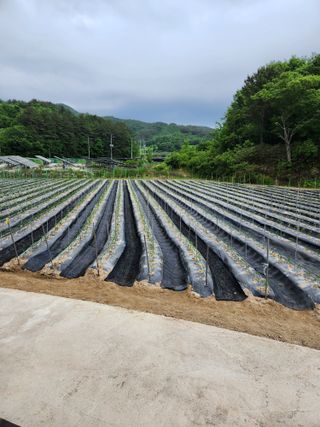 동자개님의 고추 · 영농일지 작성글 사진