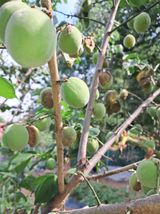 팜모닝 매실·병해충상담 게시글 이미지