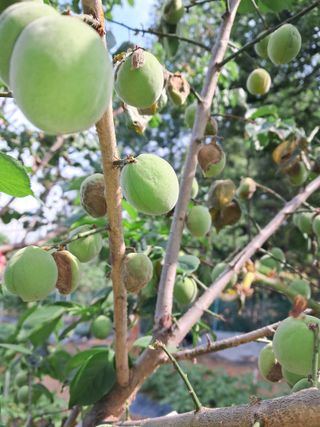 하루돌이님의 매실 · 병해충상담 작성글 사진