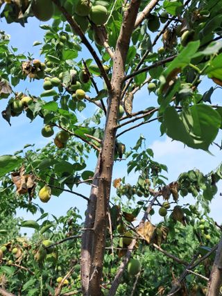 하루돌이님의 매실 · 병해충상담 작성글 사진