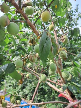 하루돌이님의 매실 · 병해충상담 작성글 사진