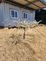 팜모닝 매실·영농일지 게시글 이미지