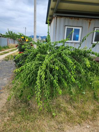 콩19211님의 매실 · 영농일지 작성글 사진