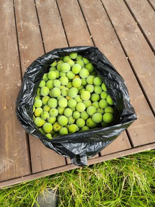 콩19211님의 매실 · 영농일지 작성글 사진