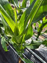 팜모닝 옥수수·병해충상담 게시글 이미지