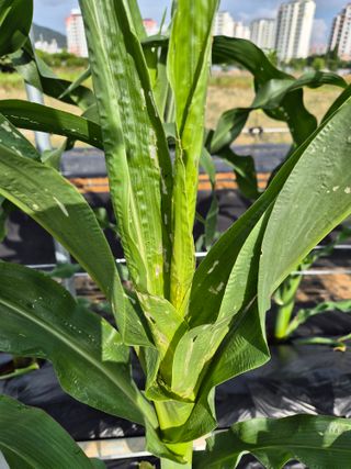 송종선님의 옥수수 · 병해충상담 작성글 사진