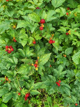 예천댁이님의 콩 · 영농일지 작성글 사진