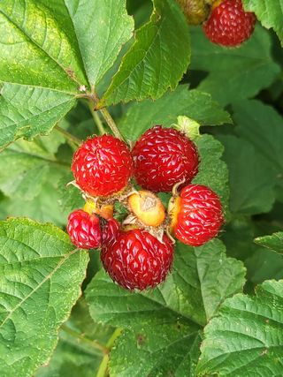 예천댁이님의 콩 · 영농일지 작성글 사진