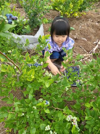 예천댁이님의 콩 · 영농일지 작성글 사진