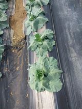 팜모닝 농사, 무엇이든 물어보세요!·참여글 게시글 이미지