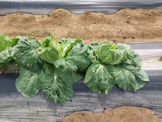 열매팜님의 농사, 무엇이든 물어보세요! · 참여글 작성글 사진