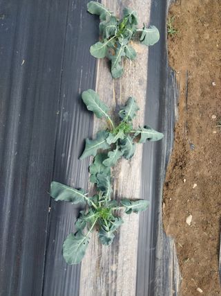 열매팜님의 농사, 무엇이든 물어보세요! · 참여글 작성글 사진