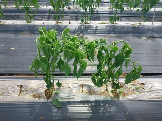 열매팜님의 농사, 무엇이든 물어보세요! · 참여글 작성글 사진