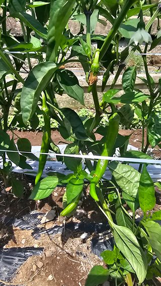 수하계곡 님의 자유주제 · 자유게시판 작성글 사진