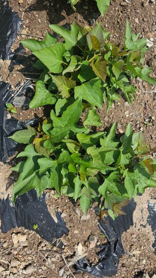 수하계곡 님의 자유주제 · 자유게시판 작성글 사진