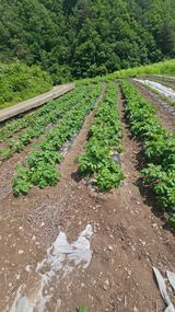 팜모닝 감자·자유게시판 게시글 이미지