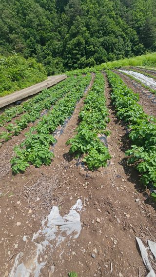 수하계곡 님의 감자 · 자유게시판 작성글 사진