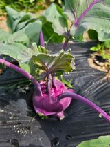 팜모닝 자유주제·자유게시판 게시글 이미지