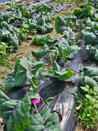 초짜농부님의 자유주제 · 자유게시판 작성글 사진