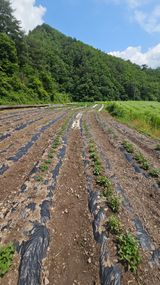 팜모닝 기타작물·자유게시판 게시글 이미지