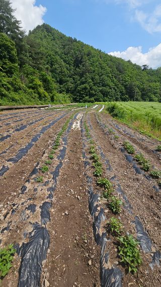 수하계곡 님의 기타작물 · 자유게시판 작성글 사진