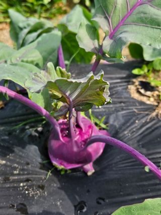 초짜농부님의 6월 내 작물 자랑하기🌱 · 참여글 작성글 사진