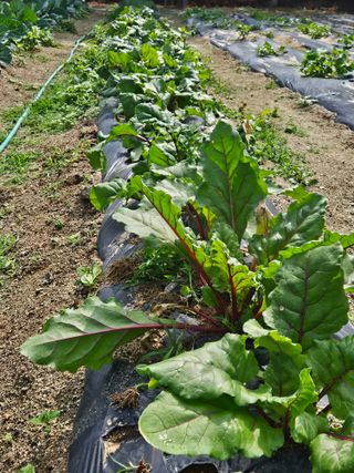 초짜농부님의 6월 내 작물 자랑하기🌱 · 참여글 작성글 사진