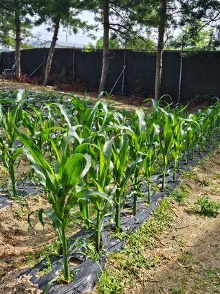 초짜농부님의 6월 내 작물 자랑하기🌱 · 참여글 작성글 사진