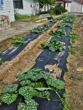 초짜농부님의 6월 내 작물 자랑하기🌱 · 참여글 작성글 사진