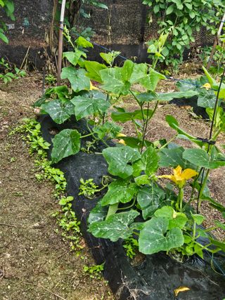 초짜농부님의 6월 내 작물 자랑하기🌱 · 참여글 작성글 사진